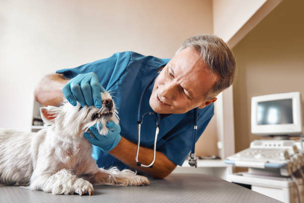 Best Emergency Gum Treatment in Piney, AR
